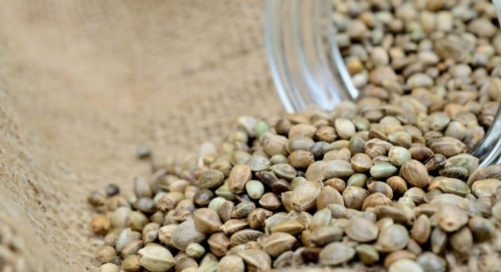 marijuana seeds