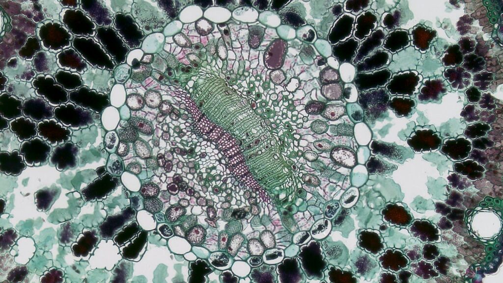 virus